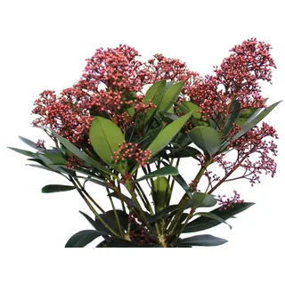 Skimmia japonica Rubella Blütenskimmie 40-50 cm immergrün winterhart Freilandaufzucht