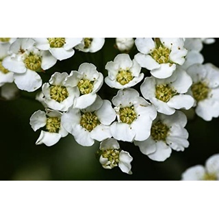 Heckenspiere/Prachtspiere - Spiraea vanhouttei - Containerware 60-100 cm - Garten von Ehren®