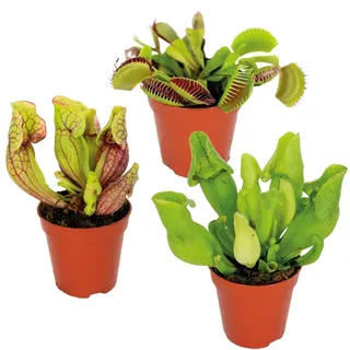 Bloomique - 3er-Set - Fleischfressende Pflanzenmischung - Sumpfpflanze - Pflegefreundlich -Topf 6 cm -Höhe 5-10 cm