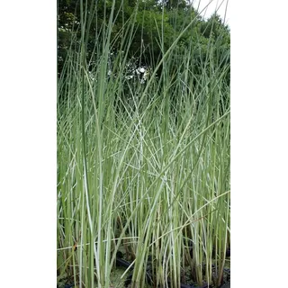 WASSERPFLANZEN WOLFF - Scirpus lacustris 'Albescens' (Schoenoplectus) - Weiß-gestreifte- Seesimse - QUALITÄTSSTAUDE im 9x9 cm Topf durchwurzelt