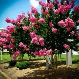 Lagerstroemia indica Rosa Pink Pflanze Setzlinge Kräuselmyrte Lagerströmie