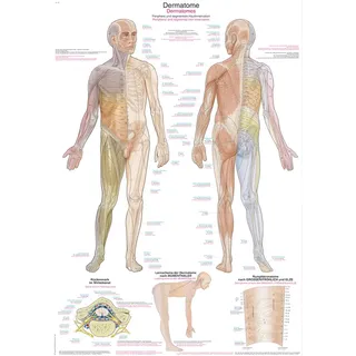 ERLERZIMMER Anatomische Lehrtafel Dermatome 50 x 70 cm Kunstdruckpapier mit Beleistung 1 Stück