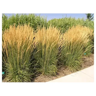 Stauden Gänge 1 x Calamagrostis x acutiflora 'Karl Förster' Reitgras | Hohes Ziergras für Sonne bis Halbschatten, Blüte Juni bis August, mehrjährig, 1 L Topf (11x11 cm)