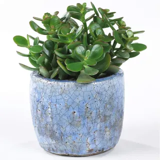 Crassula Ovata - Premium Geldbaum Büro Tisch Zimmerpflanze im 12 cm Topf