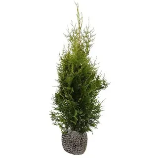 Lebensbaum  (75 Stk., 80 cm - 100 cm, Thuja occidentalis 'Brabant')