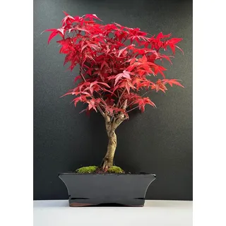 Bonsai mit Keramik Blumentopf - 20 cm Schale ca. 6 Jahre, Acer Deshojo/Japanischer Fächerahorn - Acer (Ahorn) Bonsai/Ligustrum, Ficus, Carmona, Podocarpus, Chinese elm - ca. 9-11 Jahre