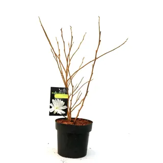 Pflanzen Sternmagnolie 5 l Container
