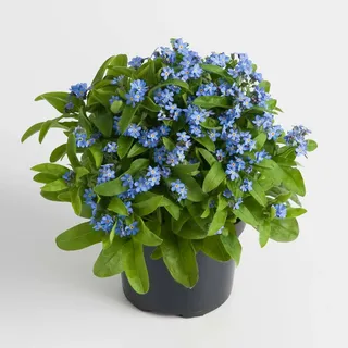 Vergissmeinnicht, blau, Topf-Ø 10,5 cm, 6 Pflanzen