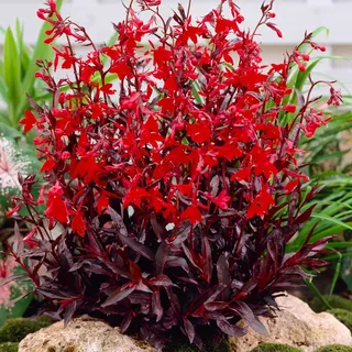 Bloomique - 3er-Set - Lobelia Queen Victoria - Lobelie - Teichpflanzen Winterhart - Wasserpflanzen - Zone 1-2 - Höhe 10-20 cm - Topf 9 cm