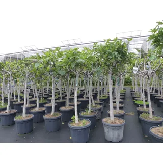 gruenwaren jakubik Feigenbaum 180 cm Stammumfang 14 - 20 cm, winterhart, kräftiger Stamm, Ficus Carica, Feige, Obst