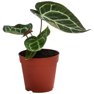 Dehner Herzblattblume, Anthurium crystallinum, Dunkelgrün