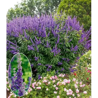 BALDUR Garten Zierstrauch Mönchspfeffer 'Queen Bee®', 2 St., Sommerflieder, winterhart, lange Blütezeit, pflegeleicht blau