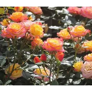Zwergrose 'Tropical Clementine®', Gelb, Pink, Rosa