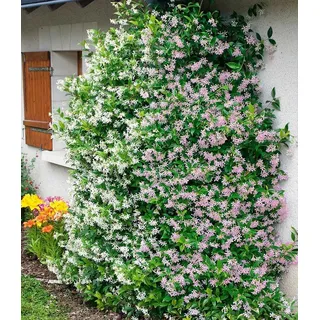 BALDUR Garten Zierstrauch Duft-Jasmin 'Pink & Weiß', 2 St., Bienenfreundlich, winterhart, blickdicht, reichblühend, duftend bunt