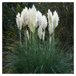 Stauden Gänge 1 x Cortaderia selloana 'Evita' im 1 Liter Topf (Ziergras/Gräser/Winterhart/Mehrjährig/Immergrün) Weißes Pampasgras - Pampasgras mit Charme und Eleganz