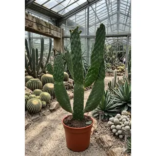 Baumkaktus Opuntia consulea | XL Kaktus ca. 65cm für Loft & Büro | Rarität & Deko