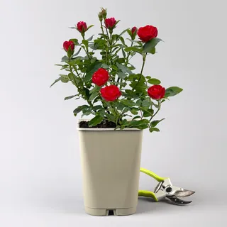Zwergrose 'Zepeti'® (Meibenbino), rot, Topf 3 Liter