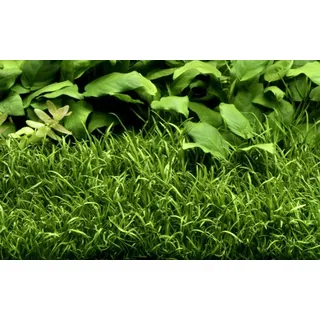 Aquaone Wasserpflanze Aquarium Pflanze Lilaeopsis brasiliensis Wasserpflanzen Topf Nr.340