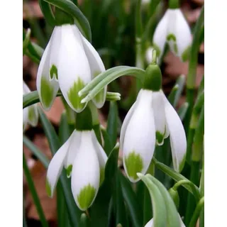 Schneeglöckchen tuber,Mysteriöse magische Glühbirne,Lebende Pflanzen,Blumenzwiebel Mix, Mehrjährige Blumenzwiebel ist winterhart, Luftreinigung-4 Schneeglöckchen zwiebeln-H
