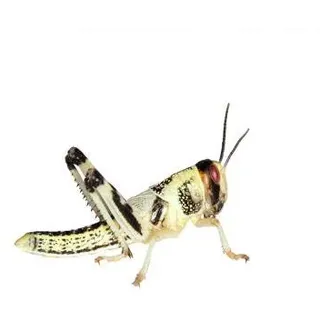 Feeders & More - Heuschrecken - Wüstenheuschrecken MITTEL - 50 Stück - Lebendfutter Insekten Wuestenheuschrecken - Futter für Reptilien, Bartagamen und Amphibien - Futterinsekten & Haustierfutter