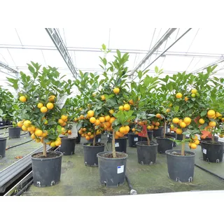 grünwaren Calamondin Stamm Busch Orange Citrus Mitis 80-90 cm Orangenbaum Calamondino Kalamansi