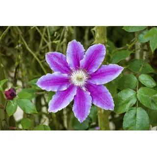 PlantaPro Clematis Hybride ‘Barbara Jackman’ 60–100 cm – Winterhart, Mehrjährig, Pflegeleicht – Waldrebe – Kletterpflanze für Pergola & Rankhilfe