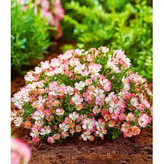 BALDUR Garten Rose Alpin-Rose 'Cutie Pie®', 1 St., Bodendecker, winterhart, duftend, bienenfreundlich rosa