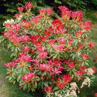 GardenersDream Pieris 'Forest Flame' - Immergrüner Blühender Strauch - Winterharte Kübelpflanzen für Sauren Boden - Gartenpflanze Pflegeleicht mit Leuchtendem Austrieb