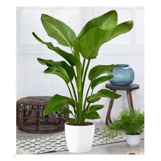 BALDUR Garten Baumstrelitzie Nicolai, 1 Pflanze, Grünpflanze, mehrjährig - frostfrei halten, pflegeleicht, für Standort in der Sonne geeignet, blühend, Strelitzia nicolai