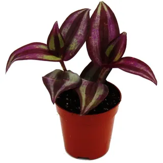 EXOTENHERZ Mini Pflanze Tradescantia Purple Dreimasterblume Wasserhexe Ideal für Kleine Schalen Babyplant im 5,5cm Topf