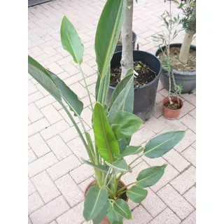 Paradiesvogelblume, Strelitziengewächs, Strelitzia reginae im Topf 65-80 cm, strelizie Pflanze