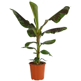 Dehner Banane 'Dwarf Cavendish'