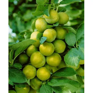 Pflanzen Für Dich Obstpflanze Prunus dom. Quillins Reneklode, 1 St., Quillins Reneklode, Reneklode, Edel-Pflaume, gelbfruchtig, süßaromatisch grün|weiß