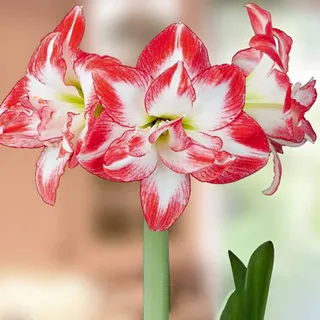 Haloppe 50 Stück Amaryllis-Zwiebeln, Blumen, Pflanzen, Samen für die Bepflanzung des Hausgartens, Amaryllis-Zwiebeln, Samen, große, nach Süden ausgerichtete Blumensamen für den Balkon Samen