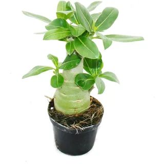 EXOTENHERZ Kleine Wüstenrose Adenium Überraschungsfarbe 9cm Topf