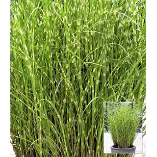 BALDUR Garten 1x Chinaschilf Zebragras, Pflanze im 9x9 cm-Topf, Miscanthus zebrinus strictus, Chinagras, auffälliges Ziergras, winterharte Staude,...