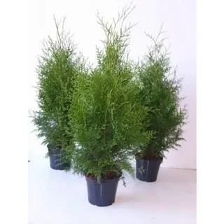 pflanzen-für-dich.de Thuja occidentalis 'Brabant' 80–100 cm