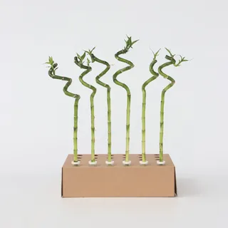 Plant in a Box - Glücksbambus - 12 Stk - Dracaena sanderiana - Höhe 40-50cm - Topf 2cm