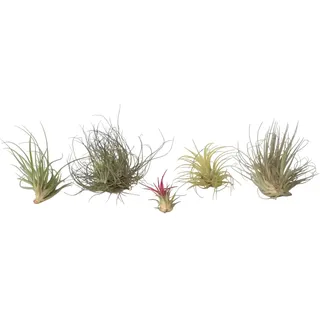Plant in a Box - Tillandsien - 6 Stk - Tillandsia - Höhe 5-15cm
