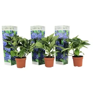PFLANZENFREUND Bauernhortensien blaue Blüten Topfgröße Ø 9cm 3 Pflanzen