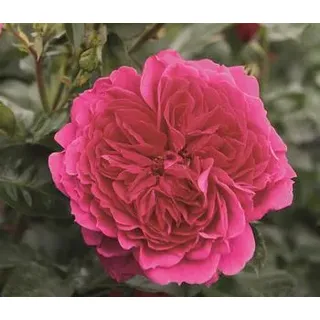 Nostalgie®-Strauchrose 'Soul®', Pink