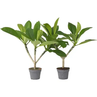 Plant in a Box - 2 Stk - Plumeria rubra - Höhe 45-55cm - Topf 17cm