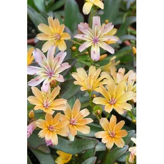 PlantaPro Lewisia longipetala 'Little Peach' 9x9 cm Topf – Winterhart, Mehrjährig, Pflegeleicht – Bitterwurz – Polsterstaude für Steingarten & Trog