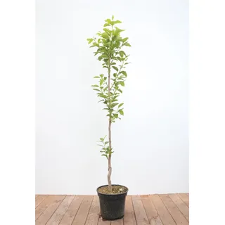 Pflanzen Für Dich Diospyros kaki 'Vaniglia', Kaki Kakipflaume 125–150 cm