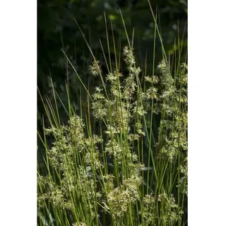Juncus Effusus Flatter-Binse Ca. 9x9 cm Topf
