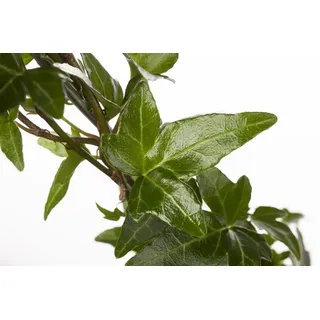 Pflanzen Für Dich Hedera helix, Efeu immergrün, ca. 9x9 cm Topf