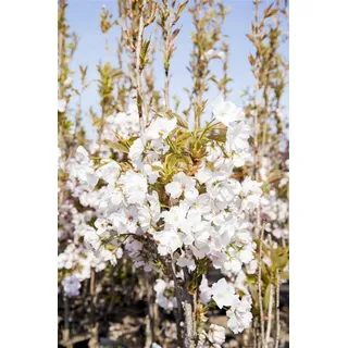 Pflanzen Für Dich Prunus serrulata 'Amanogawa', Japanische Säulenkirsche, rosa, 100–150 cm