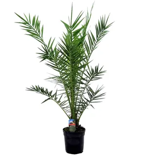 Bloomique - Phoenix Canariensis - Kanarische Dattelpalme - Palme - Balkonpflanzen Winterhart - Höhe 100-120 cm - Topf 21 cm