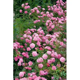 Pflanzen für Dich Rose Rosa 'Sommerwind'