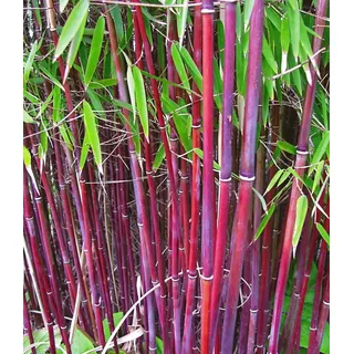 BALDUR Garten Bambus Roter Bambus 'Chinese Wonder', 1 St., Schwarzrohrbambus, immergrün,winterhart, schnell wachsend rot